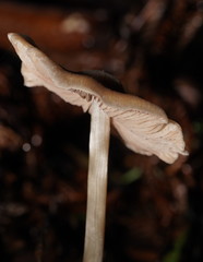 Entoloma brevispermum
