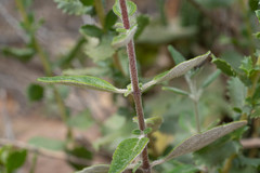 Monardella hypoleuca