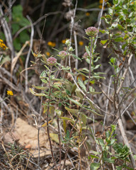 Monardella hypoleuca
