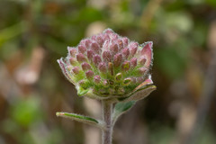 Monardella hypoleuca