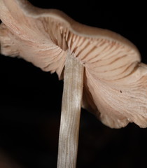 Entoloma brevispermum