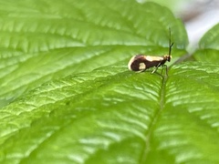 Epimartyria bimaculella