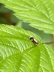 Epimartyria bimaculella