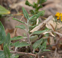Monardella hypoleuca