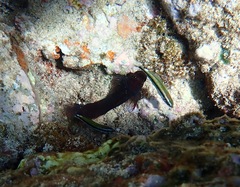 Cirripectes vanderbilti