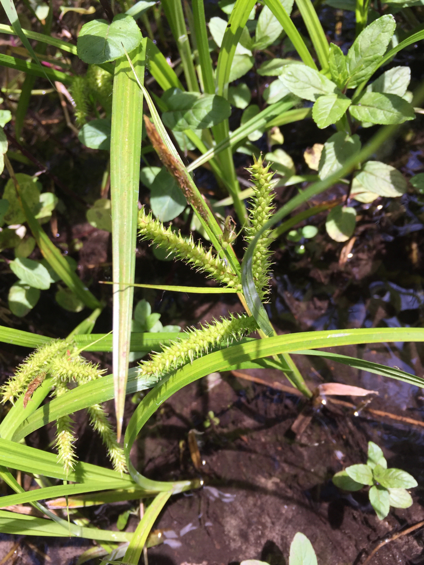 Carex schweinitzii