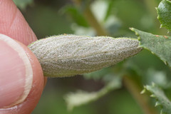 Monardella hypoleuca