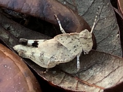 Spharagemon crepitans