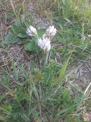 Astragalus austrosibiricus