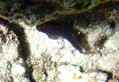 Cirripectes vanderbilti