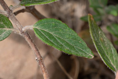 Monardella hypoleuca