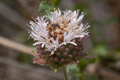 Monardella hypoleuca
