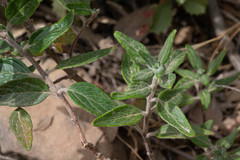 Monardella hypoleuca
