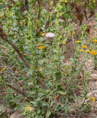 Monardella hypoleuca