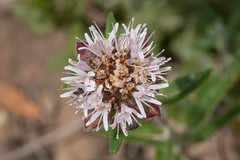 Monardella hypoleuca
