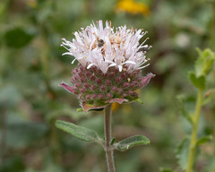 Monardella hypoleuca