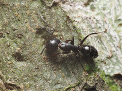 Camponotus caryae