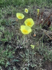 Papaver nudicaule