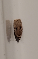 Agonopterix curvilineella