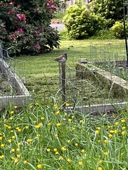 Junco hyemalis shufeldti