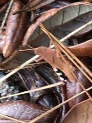 Spharagemon crepitans