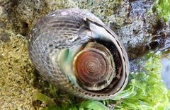 Chlorodiloma adelaidae