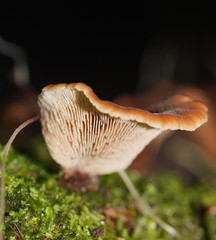 Lentinellus castoreus