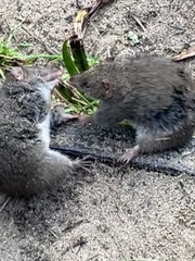 Antechinus mimetes