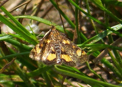 Pyrausta orphisalis