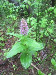 Galearis camtschatica