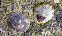 Siphonaria zelandica