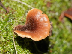 Lentinellus castoreus