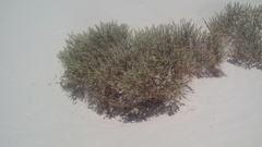 Petalonyx crenatus