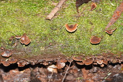 Lentinellus castoreus