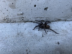 Seqocrypta jakara