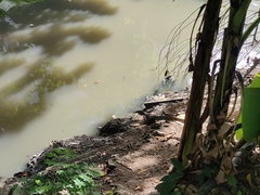 Varanus salvator macromaculatus