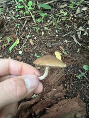 Psathyrella
