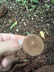 Psathyrella