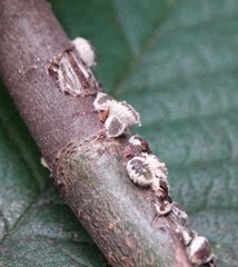 Eriococcus spurius