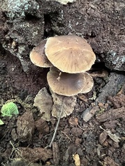 Psathyrella
