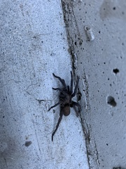 Seqocrypta jakara