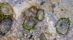 Siphonaria zelandica