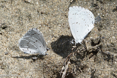 Celastrina neglectamajor