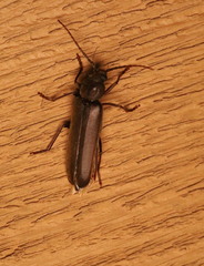 Arhopalus rusticus
