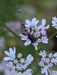 Syritta pipiens