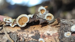 Crepidotus fimbriatus