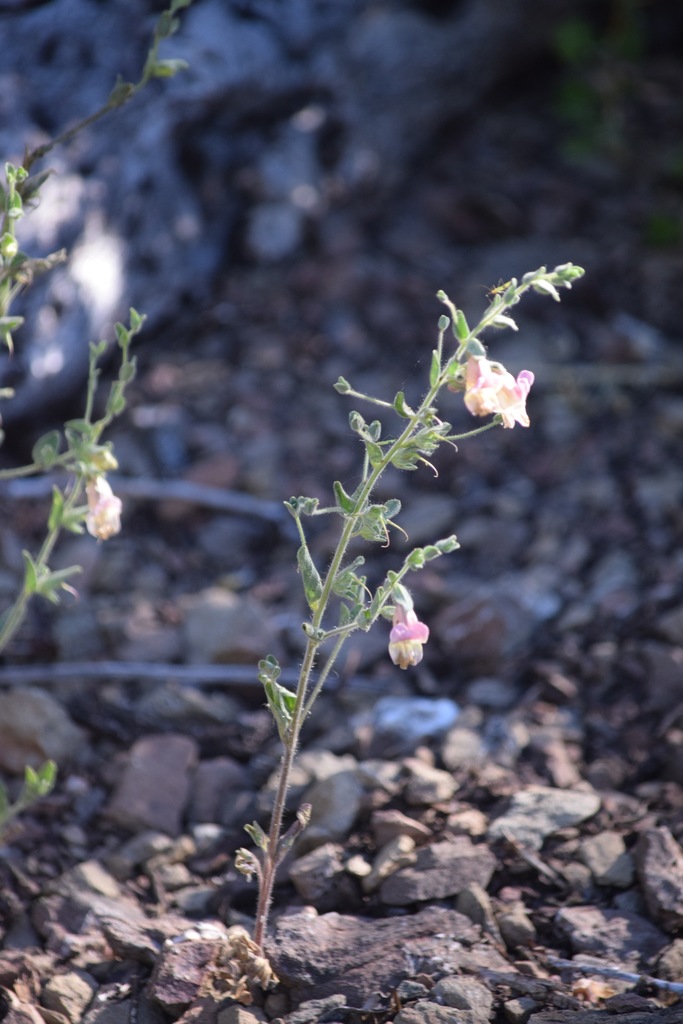 Howelliella
