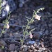 Oval-leaved Snapdragon - Photo (c) Amelia Ryan, some rights reserved (CC BY-NC), uploaded by Amelia Ryan