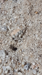 Cibolacris parviceps