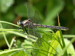 Phanogomphus borealis